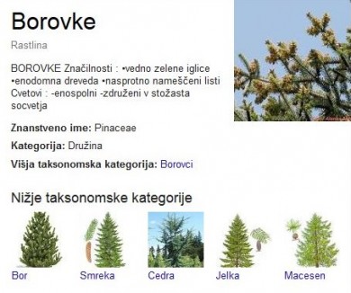 Borovke